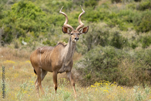 Kudu © Petronella