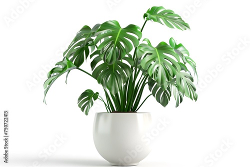 Monstera Tree Planted in White Ceramic, Isolated on white background