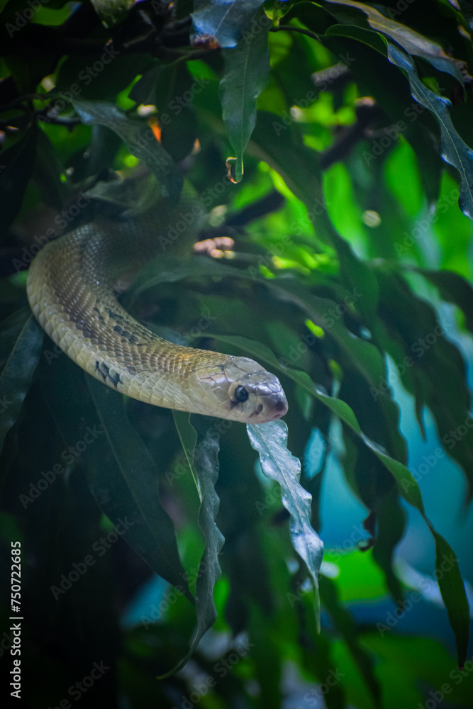 Obraz premium Cobra snake in the nature. Venomous snake.