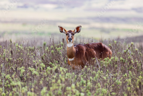 Mountain nyala (Tragelaphus buxtoni) or balbok, large antelope found in high altitude woodlands in a small part of central Ethiopia. Female in Bale mountain. Africa wildlife photo