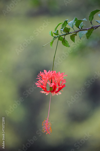 Spider hibiscus flower in nature. Also called fringed rosemallow, Japanese lantern, coral hibiscus.