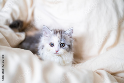 ベッドで寛ぐスコティッシュフォールドの子猫 © Sugar0723