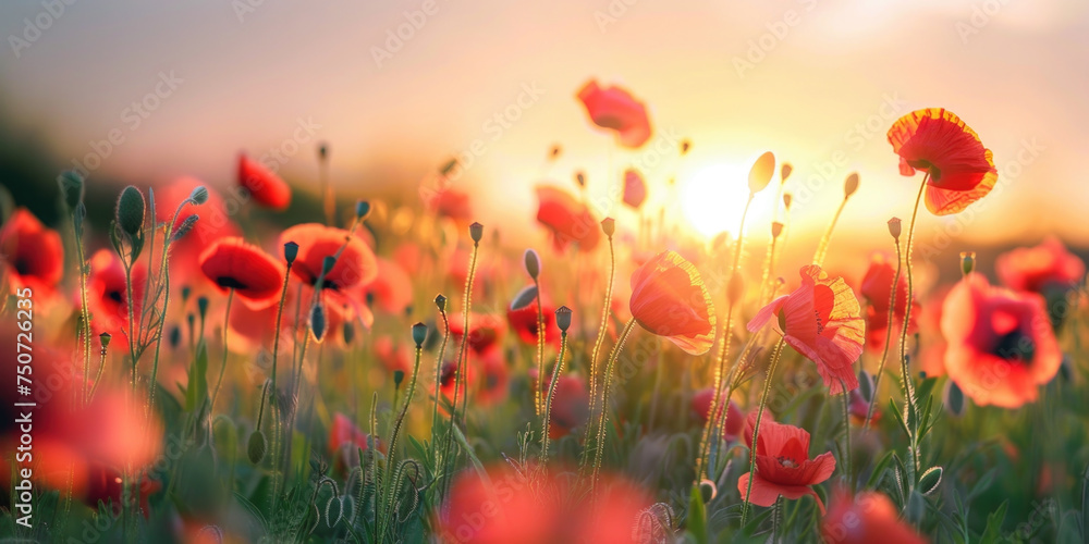 Obraz premium Beautiful meadow with red poppy flowers in the sunset light