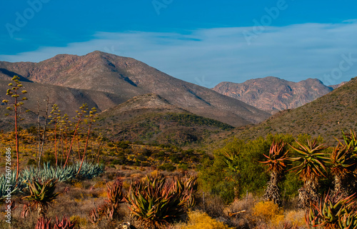 Canvas Print American aloe (Agave  americana) and Karoo aloes (Aloe ferox) in the Kammanassie mountains near Rooiloop, Western Cape