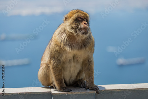 Barbary Macaque-Gibraltor photo