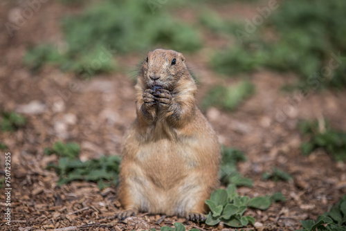 Blacktailed Prairie Dog