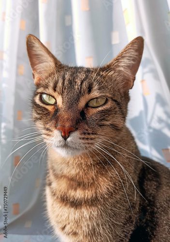 Cute cool tabby cat posing in the evening, pet photography