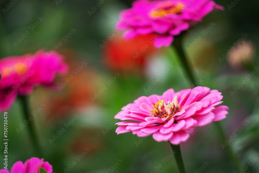 Close up of a blooming, rich pink zinnia in the garden Close up of a blooming, rich pink zinnia in the garden