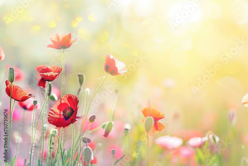 Beautiful meadow with red poppy flowers in the sunlight © pilipphoto