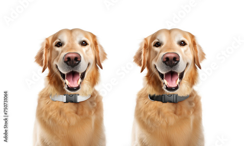 Black and white collar wearing dog mockup, generated with ai