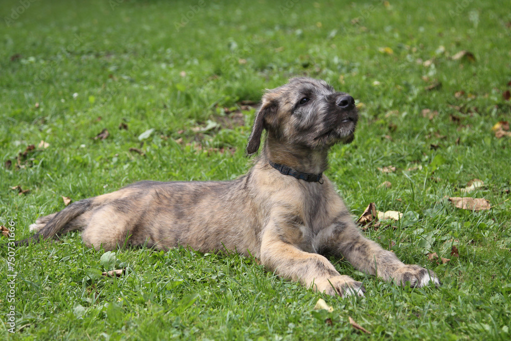 Irish Wolfhound puppy lies on the green grass.