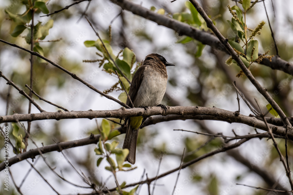 Naklejka premium gray beautiful bulbul bird in natural conditions in a national park in Kenya
