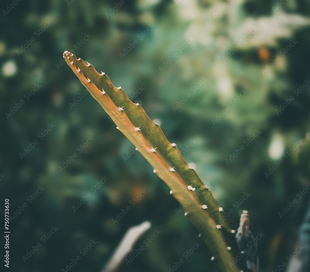 Fototapeta premium aloe vera plant