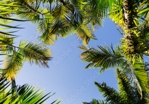 Palmes de cocotiers encadrant un espace de ciel bleu pour slogan  vu de dessous