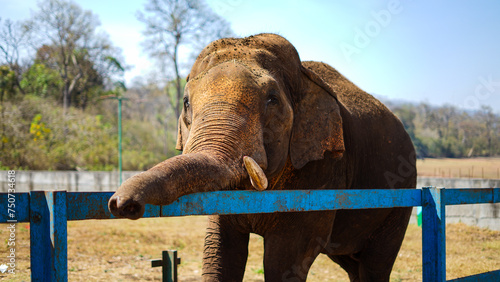 Sticker Elephant in zoo - Wildlife Photography