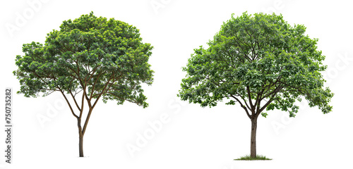 collection tree PNG transparent background