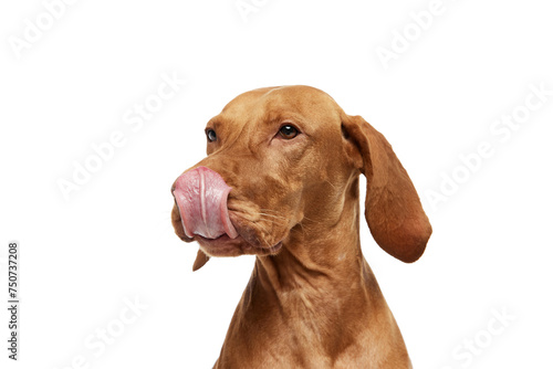 close-up of purebred Hungarian Vizsla dog with its tongue sticking out and licking its nose against white studio background. Concept of pet lovers  animal life  grooming and veterinary. Copy space