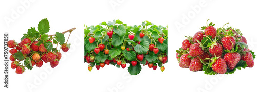 Ripe delicious strawberries bush on transparent background