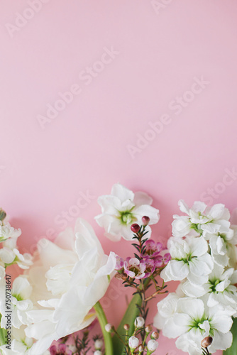 Happy Mothers day and Womens day. Stylish white flowers flat lay on pink background  space for text. Beautiful tender tulips and spring flowers border  greeting card template. Floral banner