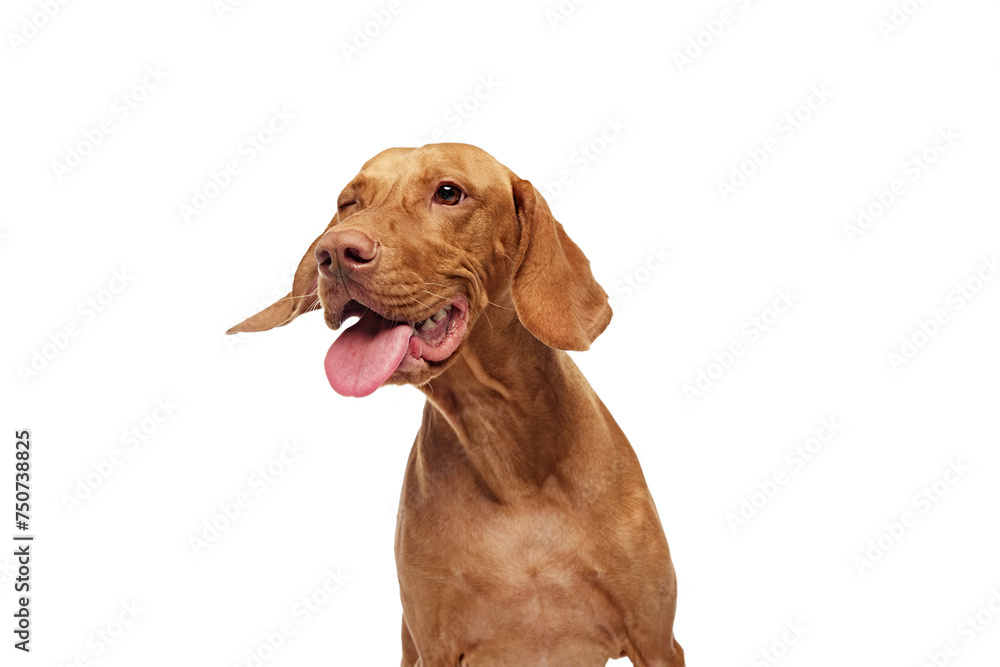 Close-up of Hungarian Vizsla dog with tongue out looking away against white studio background. Playful, friendly expression. Concept of pet lovers, animal life, grooming and veterinary. Copy space Close-up of Hungarian Vizsla dog with tongue out looking away against white studio background. Playful, friendly expression. Concept of pet lovers, animal life, grooming and veterinary. Copy space