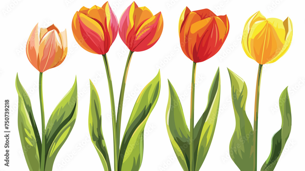 Tulip vector flowers .First spring flowers.