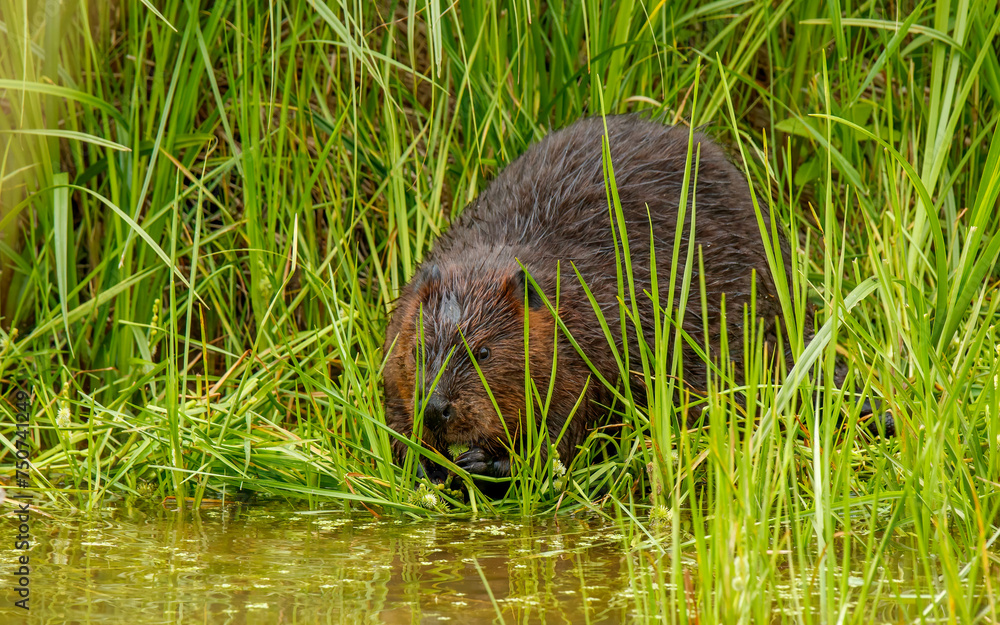 large beaver eating grass along river bank