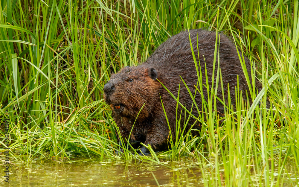 large beaver eating grass along river bank large beaver eating grass along river bank