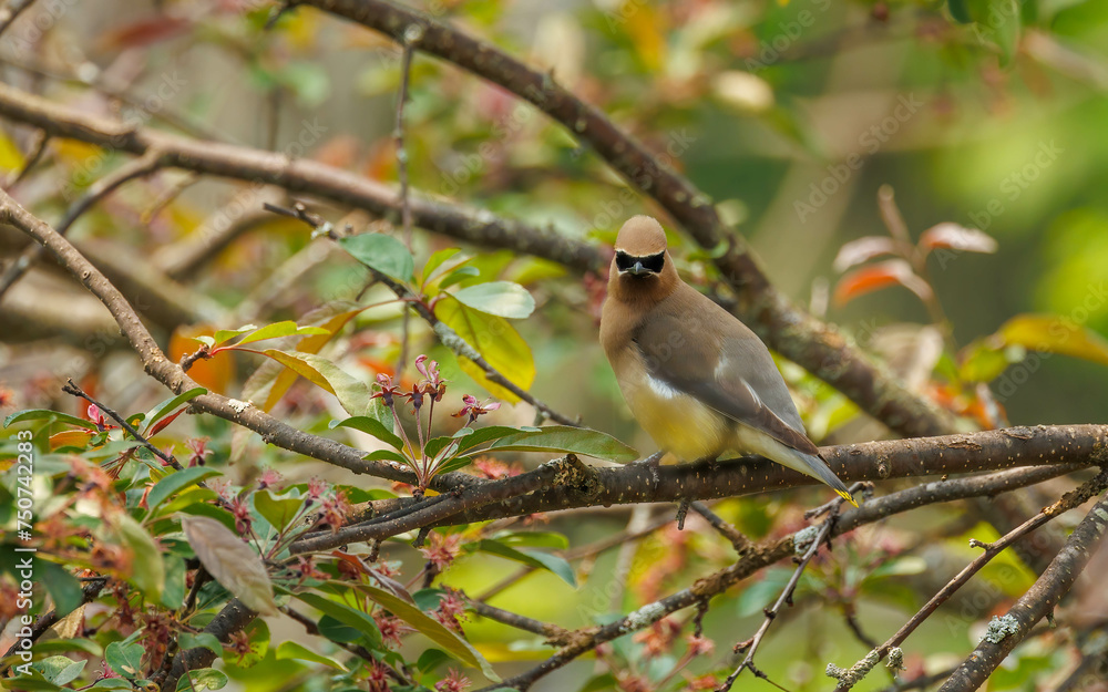 Fototapeta premium Cedar waxwing birds on flowering tree