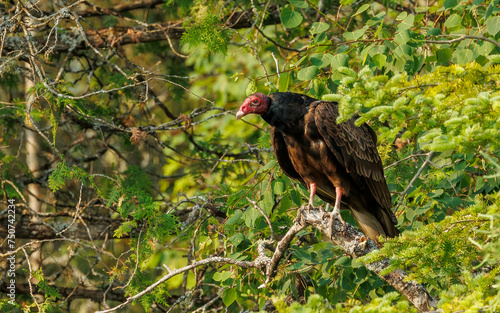 Turkey vulture perched on tree branch