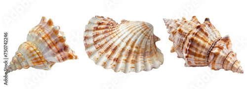 shell isolated on transparent background
