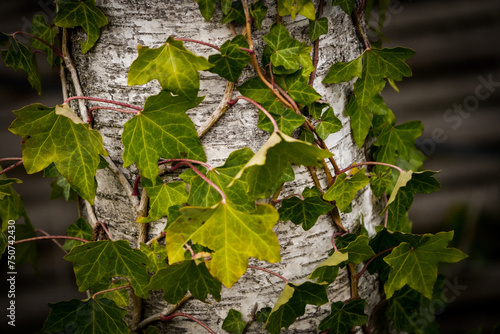 leaves on a branch, klimop op een berk boom photo