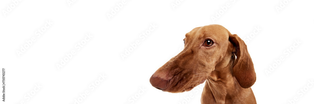 Close-up portrait of Hungrian Vizsla posing against white studio background with negative space to insert text. Fish eye effect. Concept of pet lovers, animal life, grooming and veterinary. Copy space