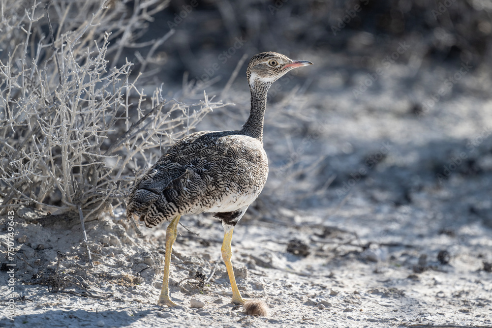 Fototapeta premium beautiful gray partridge in natural conditions in a national park in Kenya