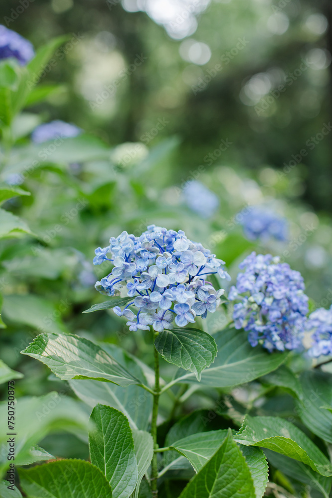 Blue hydrangea flowers blooming in a lush green garden. Blue hydrangea flowers blooming in a lush green garden.