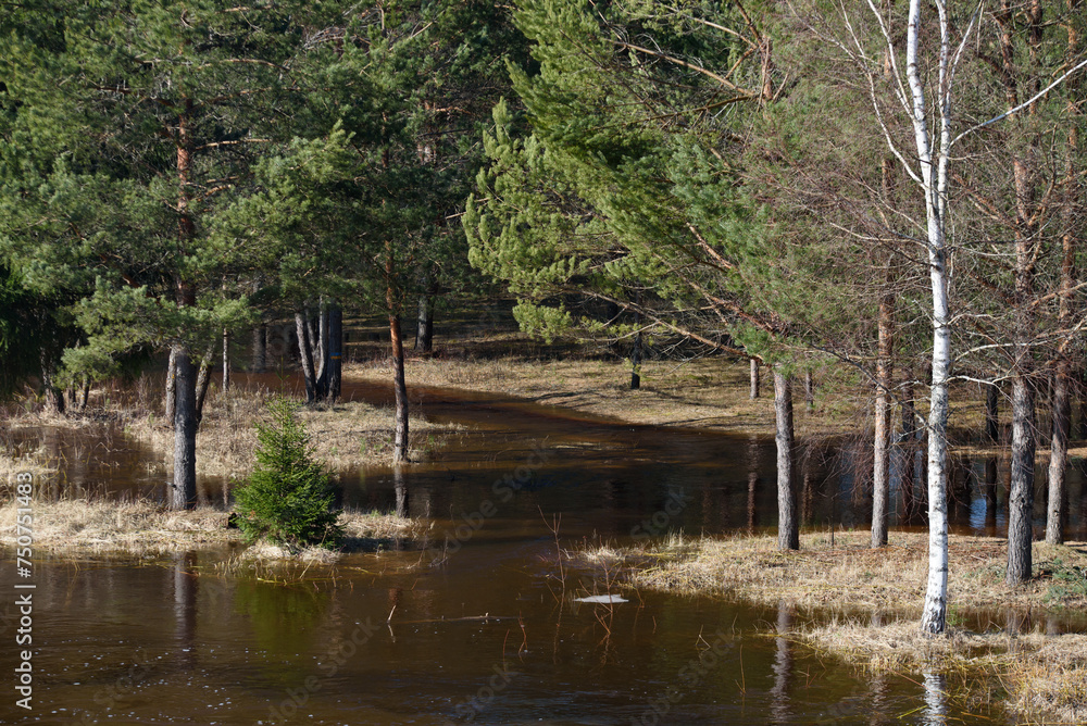 flooded river in a pine forest on a sunny spring day flooded river in a pine forest on a sunny spring day