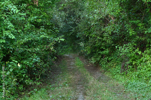 Forest road in the green thickets