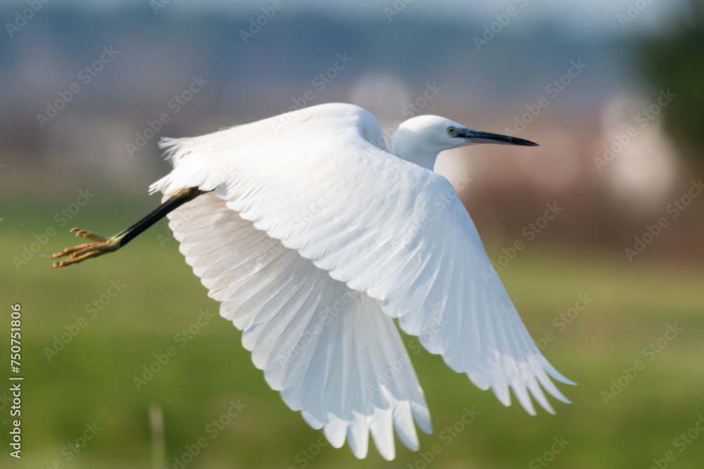 Aigrette garzette, .Egretta garzetta, Little Egret, Aigrette garzette, .Egretta garzetta, Little Egret,