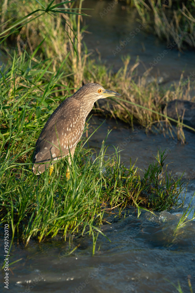 Bihoreau gris, Heron bihoreau,.Nycticorax nycticorax, Black crowned ...