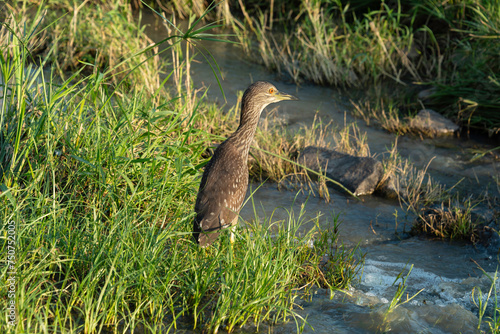 Bihoreau gris, Heron bihoreau,.Nycticorax nycticorax, Black crowned Night Heron, immature