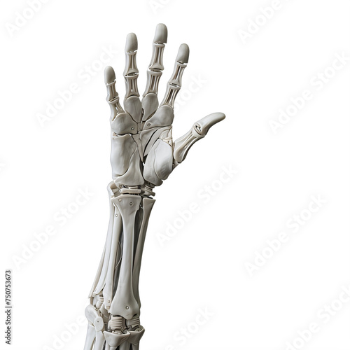 robotic skeleton hand on a transparent background png isolated