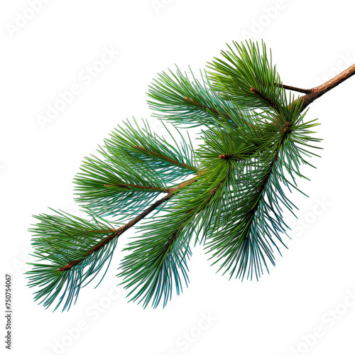pine tree branch on a transparent background png isolated