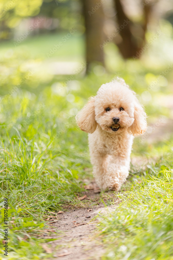 Cheerful cute curly apricot colored toy poodle puppy jumps along a path in the forest