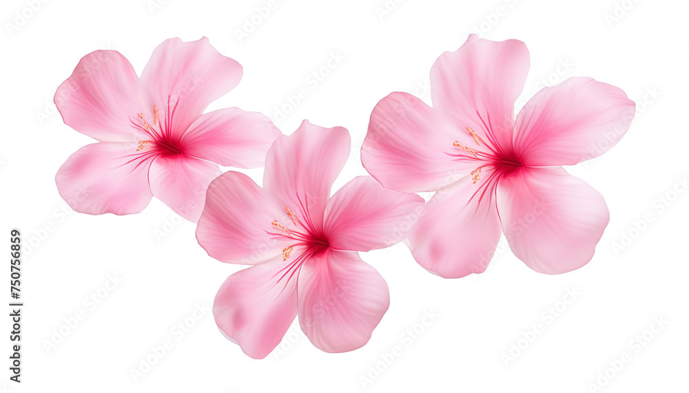 frangipani flowers isolated on transparent background cutout frangipani flowers isolated on transparent background cutout