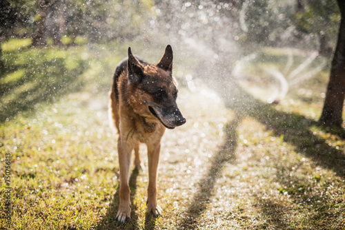 A German Shepherd walks freely and comfortably in the backyard - reliable security for a country house
