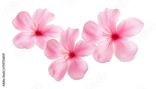 frangipani flowers isolated on transparent background cutout