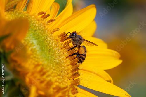 bee sipping nectar on yellow sunflower