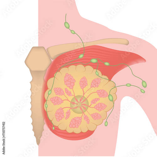 Concept for medical design. Anatomy of the female breast. Isolated vector illustration