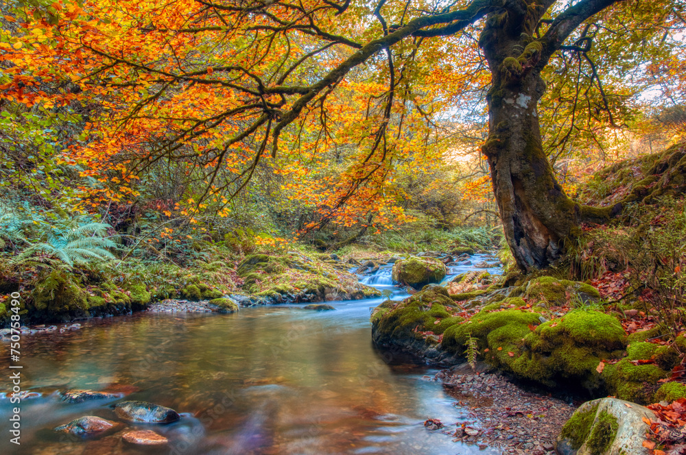 Beech in autumn in the Muniellos forest, Asturias, Spain.