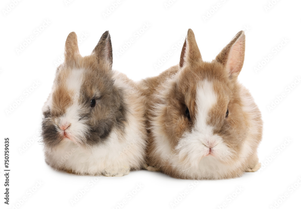 Cute fluffy pet rabbits isolated on white Cute fluffy pet rabbits isolated on white
