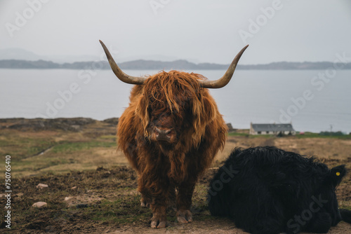 scottish highland cow